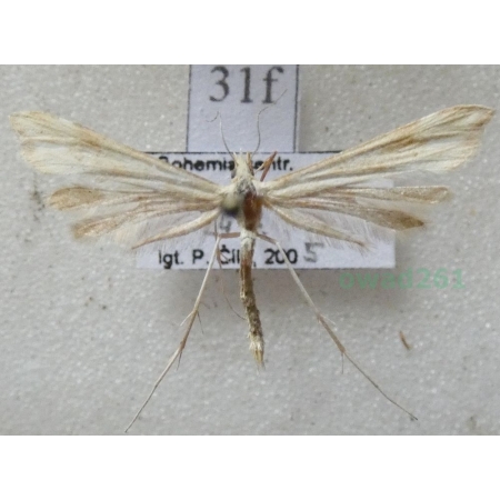 Gillmeria ochrodactyla (Denis & Schiffermüller, 1775) Czech31f